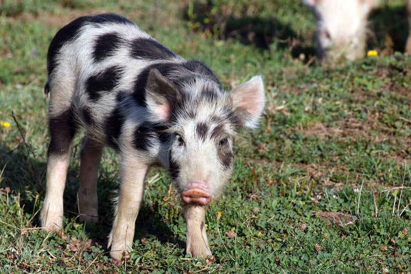 Piggy Smallz, the Pig
