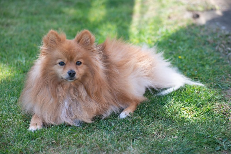 Boo, the Pomeranian